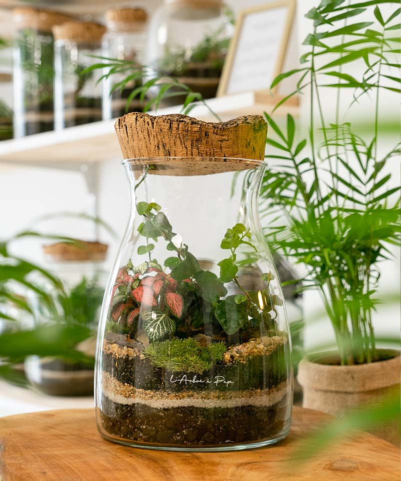 Mini terrarium bricolage avec bouchon en liège Terrarium de bureau fermé  250 ml Fittonia et mousse Jardin féerique -  Canada
