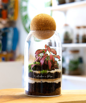 Terrarium Philomène, Petit modèle, bouchon en liège rond